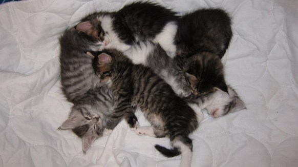 Keskimääräistä rennompaa unta ja paljon