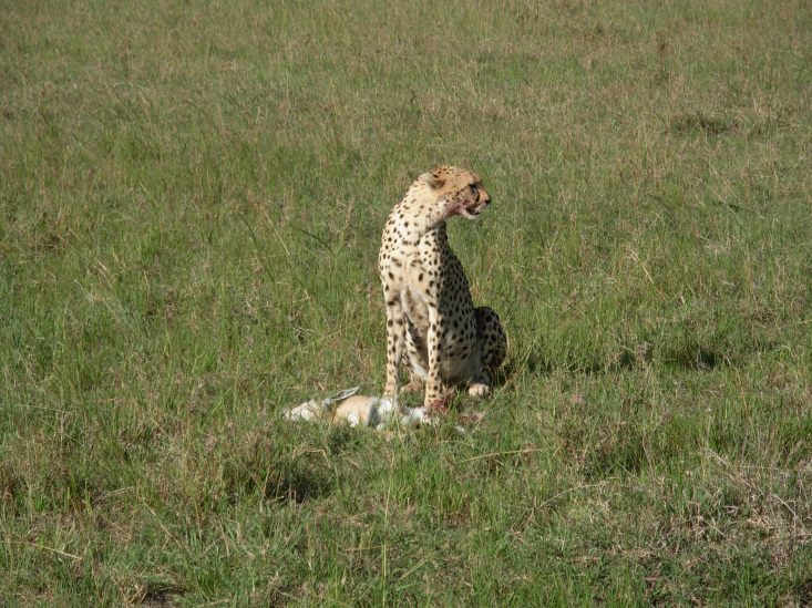Keniassa Masai Marassa Gebardi lounaalla
