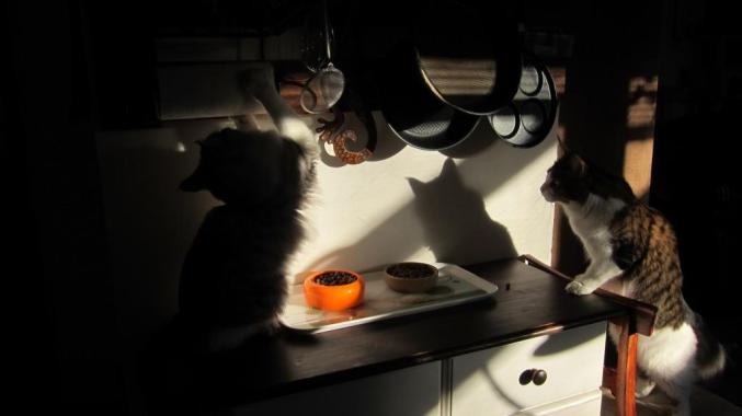 Moggi Cate Pilleri ja Moggi Carpe Dajm