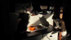 Moggi Cate Pilleri ja Moggi Carpe Dajm