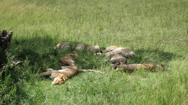 Isoja kissoja päiväunilla Masai Marassa Keniassa.