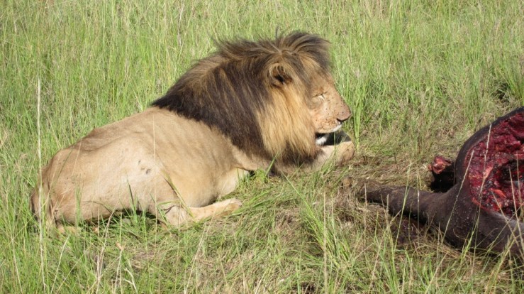Masai Maran kansallispuistossa.