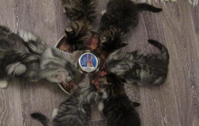 Rikula kippo on kätevä