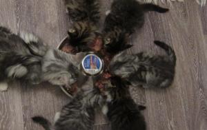 Rikula kippo on kätevä