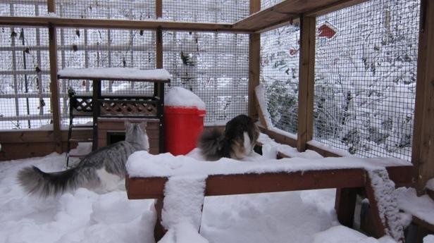 Cat yard got some snow