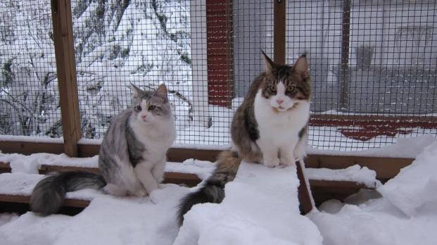 Where have all moskitos gone? Not a single fly even?