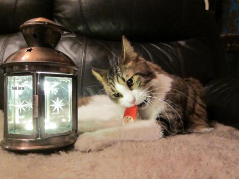 Joulutortun syöntiä