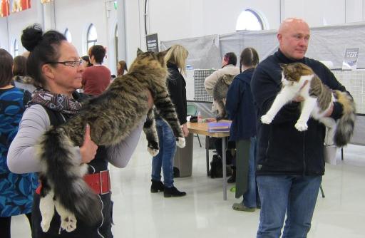 Tuurin näyttelyssä, Sisko ja se veli venytettynä(ei paljon).