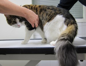 Tässä kuunnellaan Korpun sydänääniä.