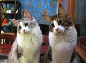 Cate Pilleri ja Carpe Dajm