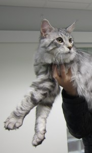 Moggi Shöört SIlli alias Lumo