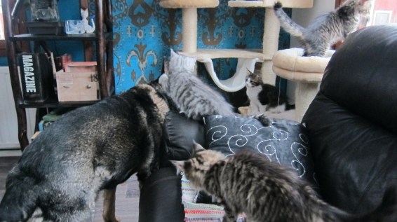 Ekoja kertoja koiran kaa