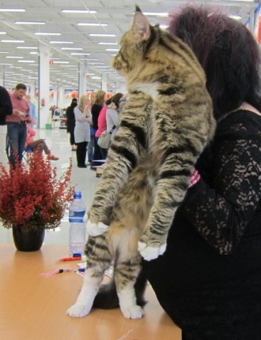 Tässä menossa Moggi Cog Nakin (Leimu) laatuarvostelu Tuurissa.