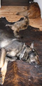 Lauma kokooonpano 2009, Pösö tiineenä.