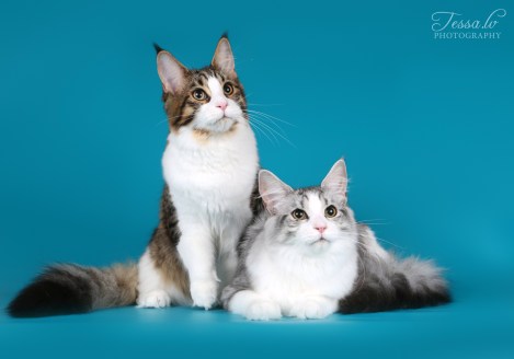 Korppu ja Lettu 7 kk ja 2 päivää nuorena