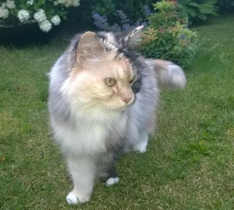 Moggi Aune Rusina, 16 V