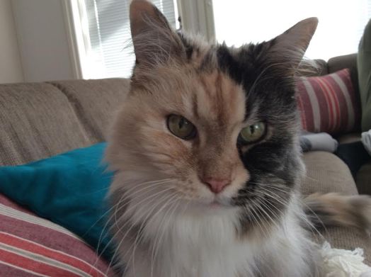 En tykkää autokyydistä