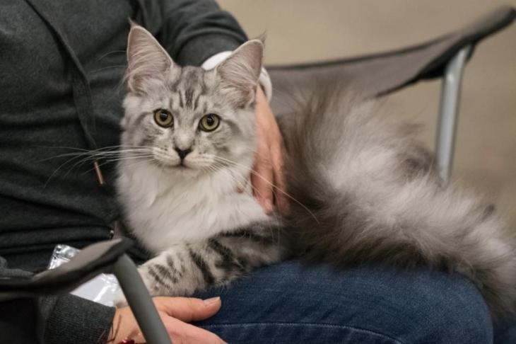 FI Moggi Ice Dream 5 kk URK