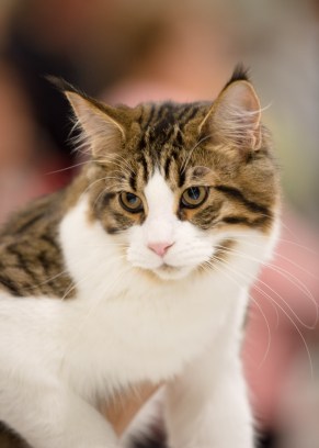 Korppu, kuva Pauli Araneva