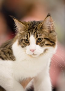 Korppu, kuva Pauli Araneva