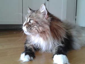 Luna-Purr Corleone Coonzales( Tikru)