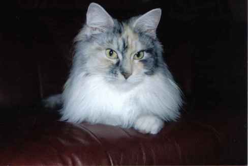 Moggi Amalia Mämmi, Aunen oikea sisko