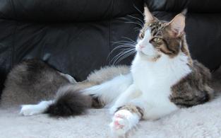 CH FI* Moggi Carpe Dajm