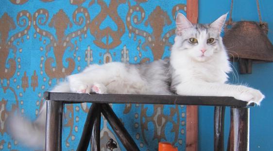 CH FI* Moggi Cate Pilleri