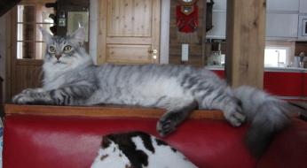 FI* Moggi Shöört Silli