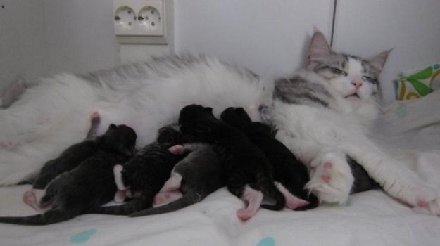 Lettu torkkuu kun voi