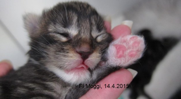 Rusketiikeritytön tyylinäyte