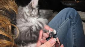 Kynnen leikkuuta ekakertaa