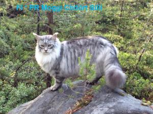 Moggi Chöört Silli