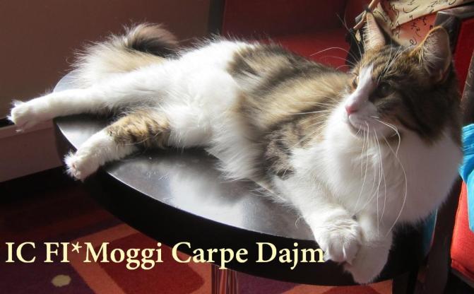 Korppu hotellihuoneen kahvipöydällä