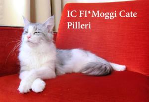 Lettu hotellihuoneen samettituolilla