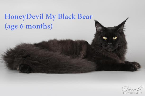 Siperian lakritsi ikä 6 kk