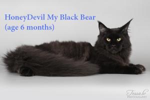 Siperian lakritsi ikä 6 kk