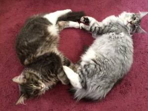 Luumu ja Kapris jingjang