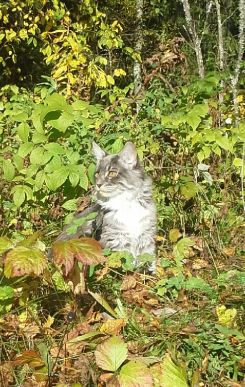 Lilli ulkoilee valjaissa