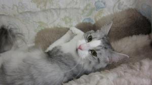 Lettu Luuleåssa lekottelee