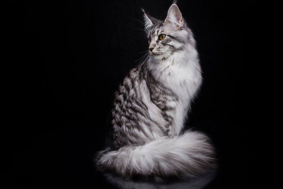 12637058_1818193811751217_276813365_o