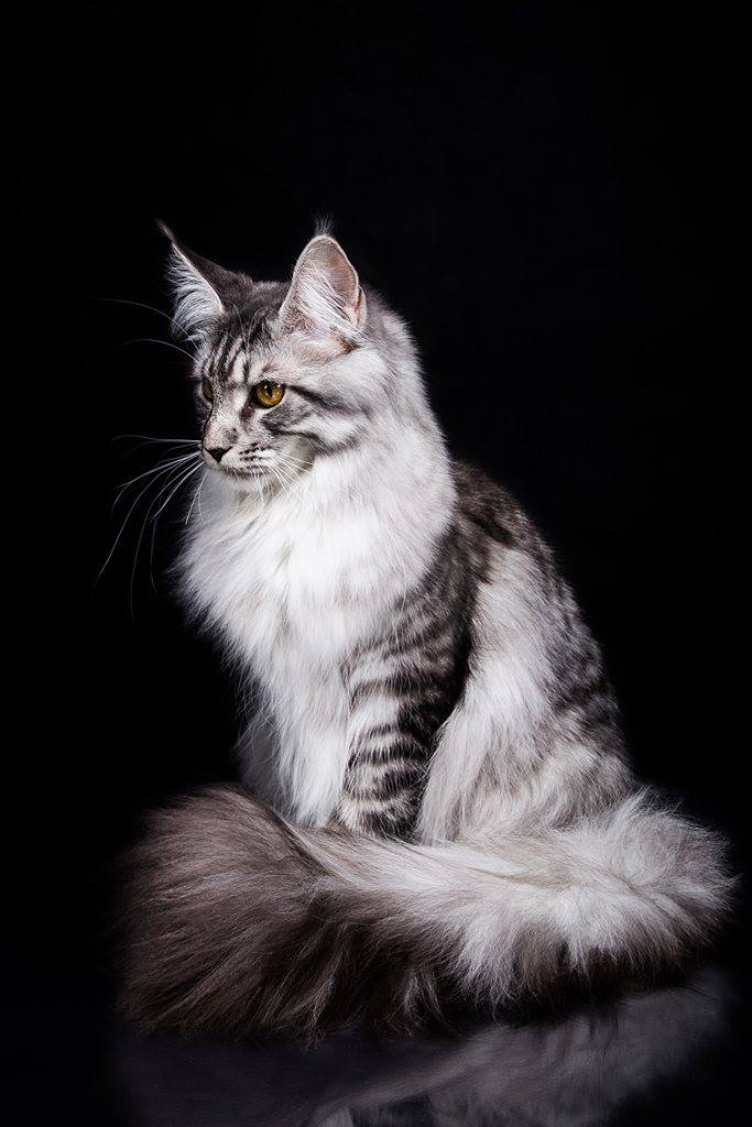 12669346_1818194178417847_829322305_o