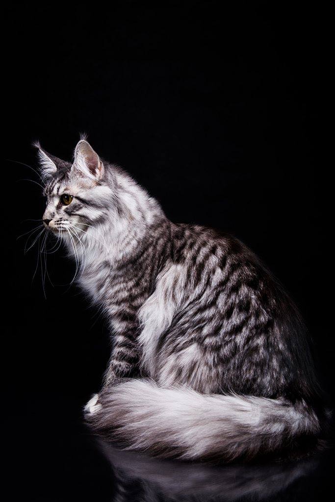 12695376_1818193721751226_993917212_o