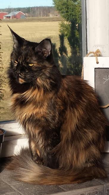 Maikkilan Venla suurmummu