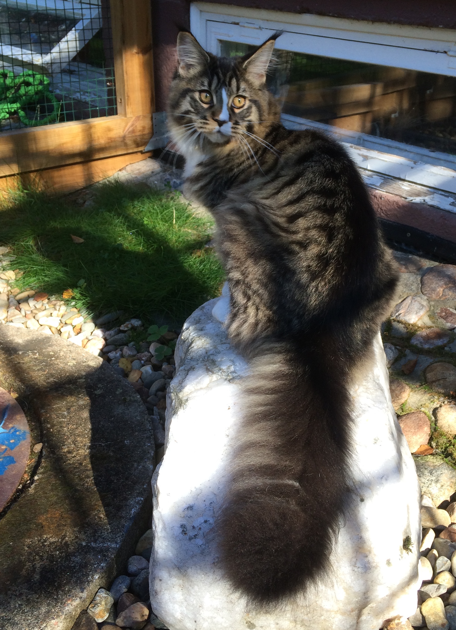 CH Moggi Fanni Sapuska