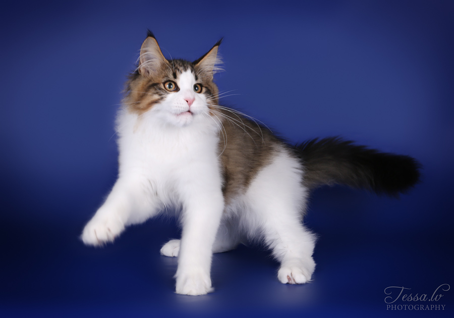 Isona minusta tulee tiikeri