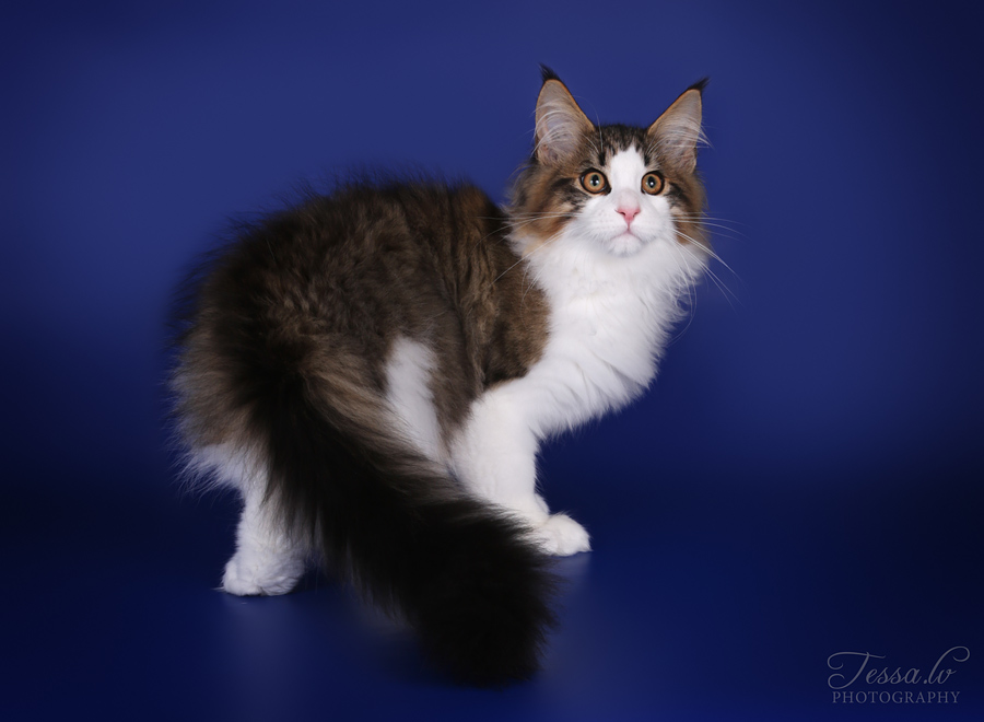 Moggi Kimi Räiskäle