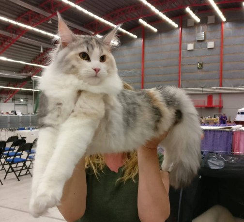 41801480_428242441035291_2894980683908775936_n