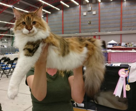 41976555_1792836854170307_7139294385455235072_n