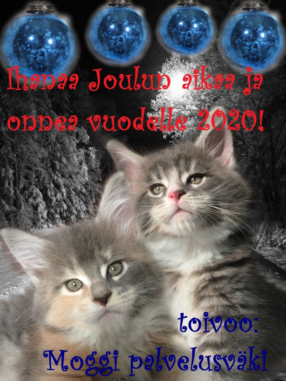 MOGGI HYVÄÄ JOULUA 2019